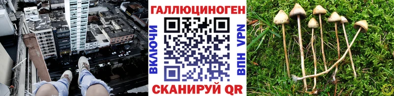 закладка  Салехард  Псилоцибиновые грибы Cubensis 